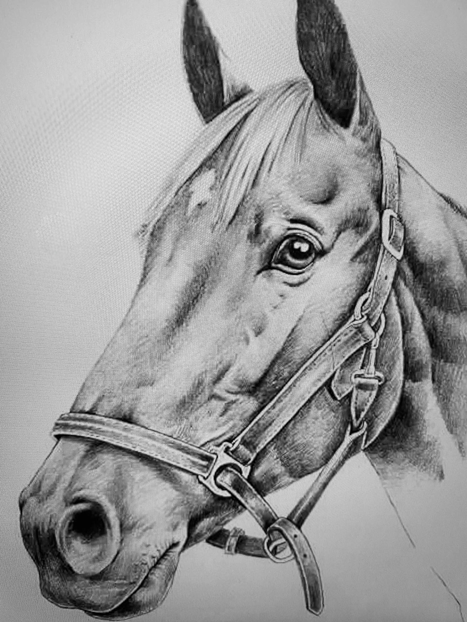 Horse Drawing by Margaret Ashmore